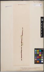 Foto von Salix daphnoides Vill.